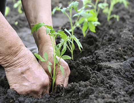 organic gardening