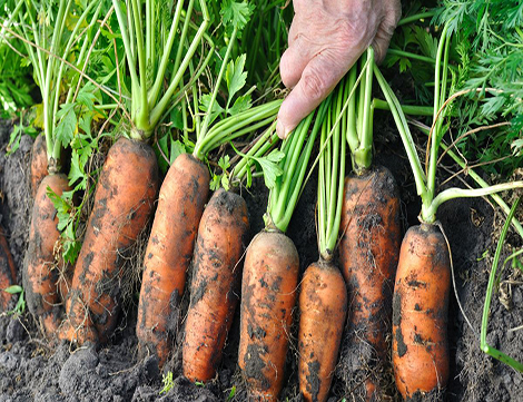 organic gardening