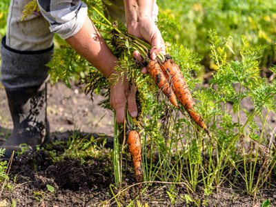 oragnic farming