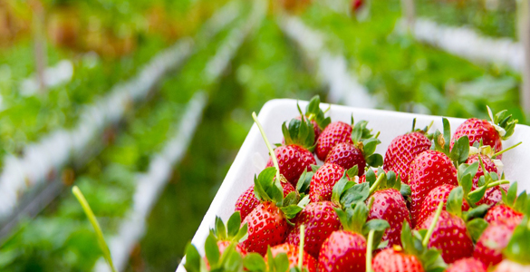 organic strawberrys